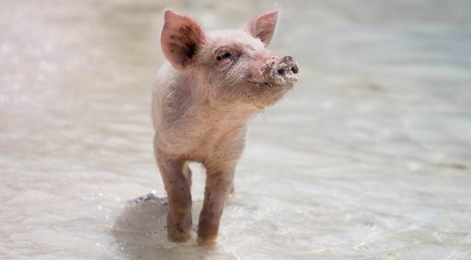 Nahezu rund um die Welt gelten Schweine als Glücksbringer