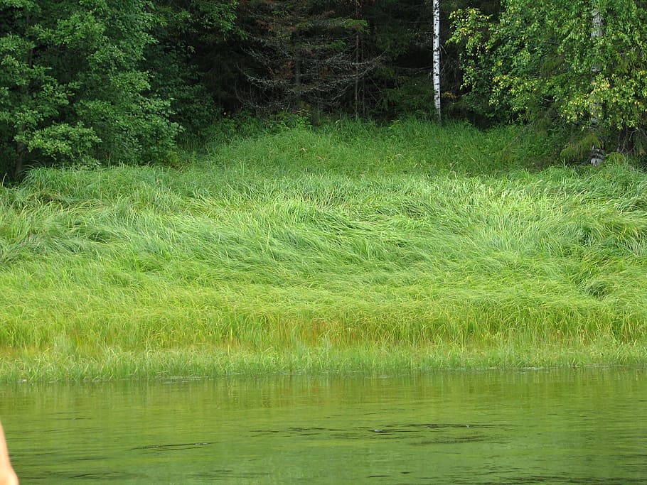 Grasland Sumpf Ufer Grün