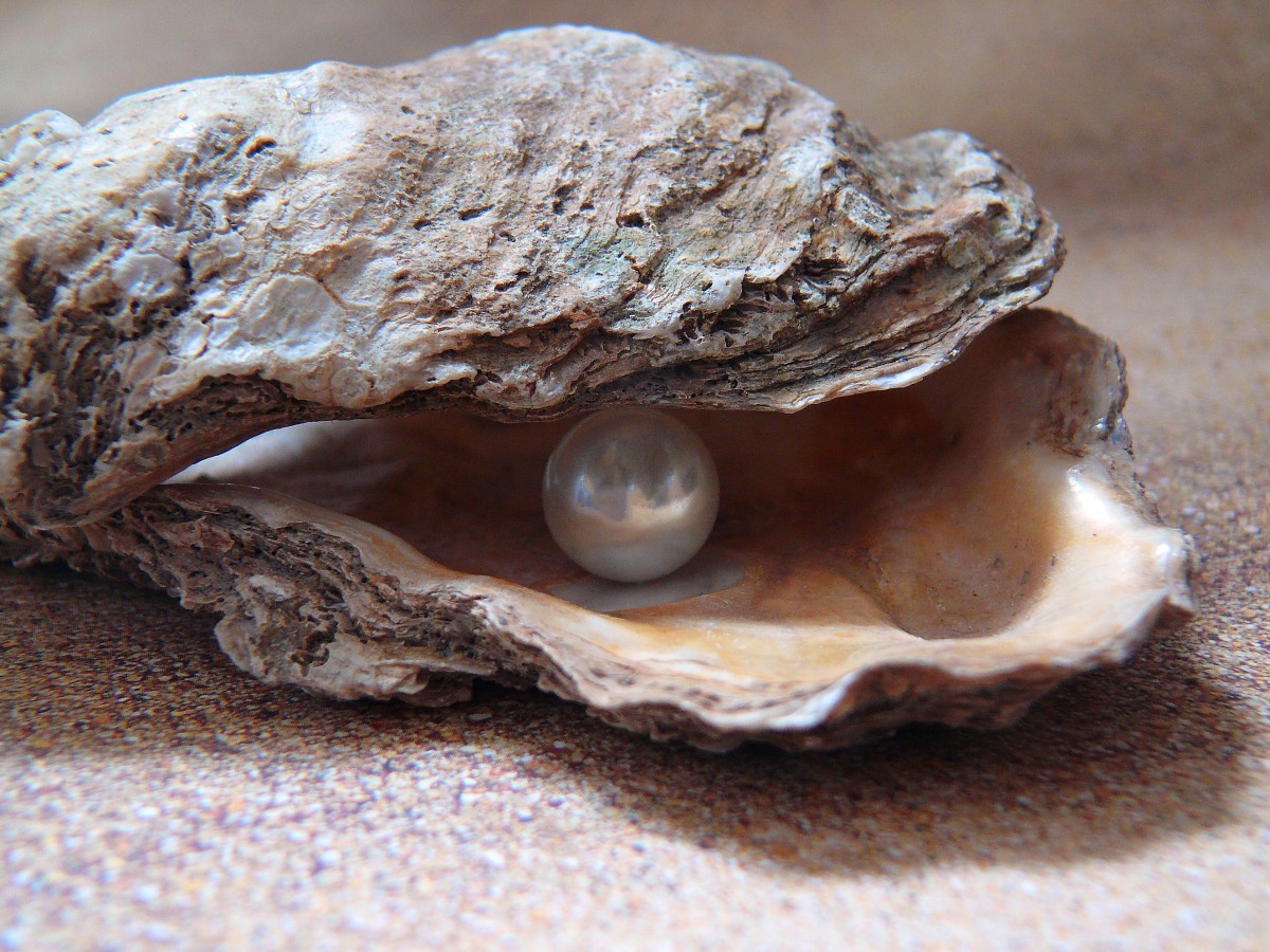 Perle in Auster