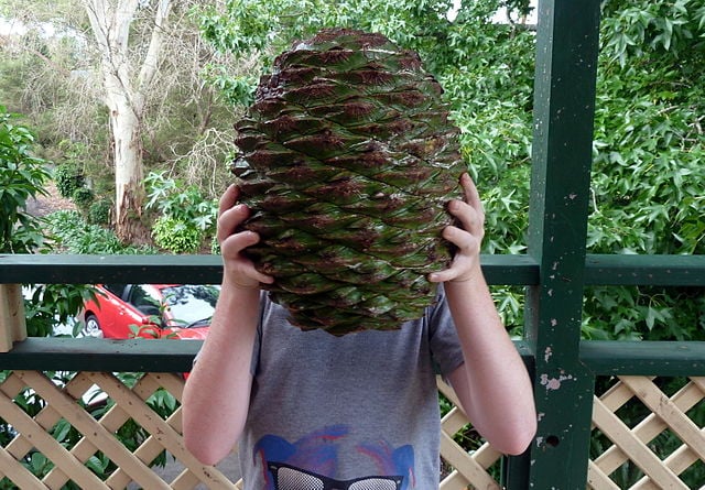 Zapfen Pinienzapfen Bunya-Bunya-Baum