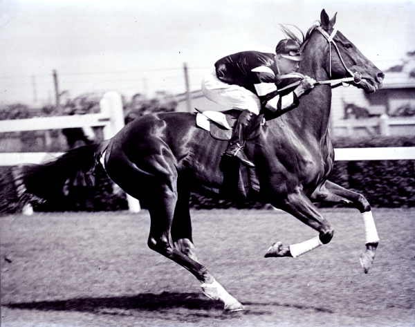 Phar Lap im Galopp mit Jockey Jim Pike auf dem Flemington Race Track, ca. 1930.