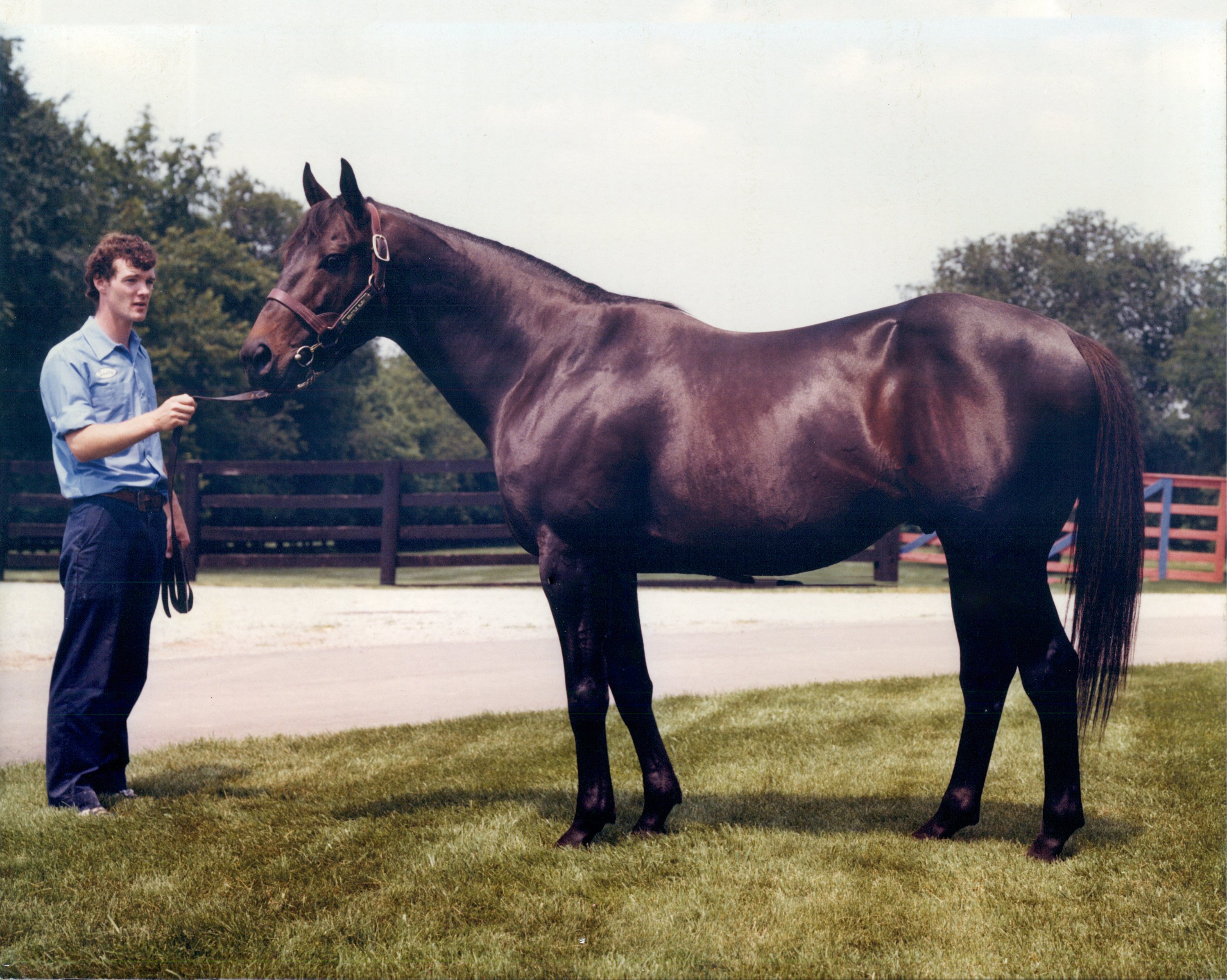 Rennpfdern Seattle Slew mit Trainer.