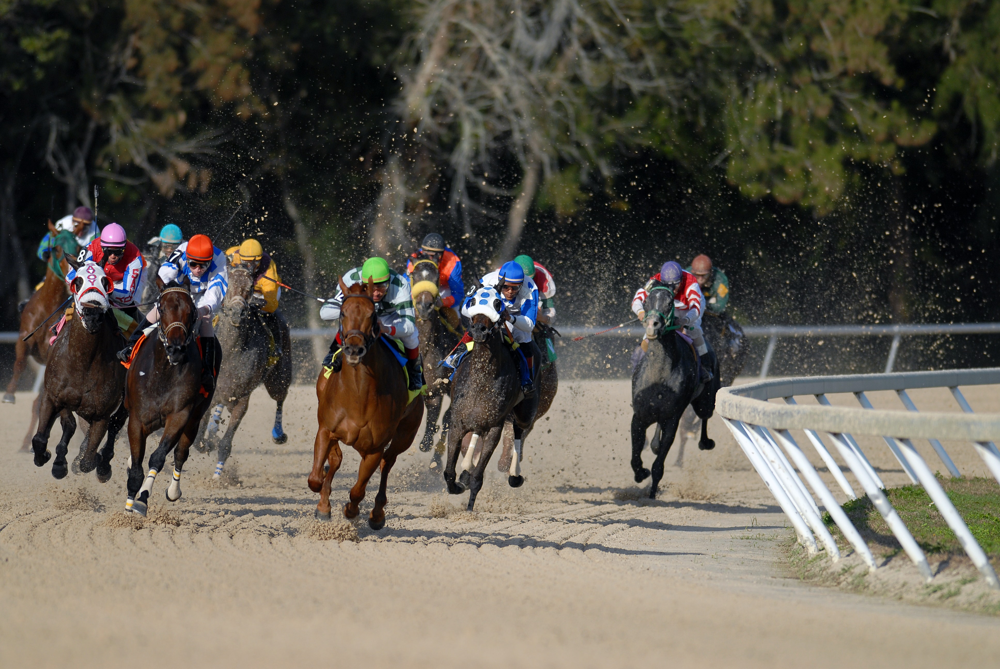 Pferderennen in Tampa Bay Downs (Bild: Jeff Griffith / Unsplash)