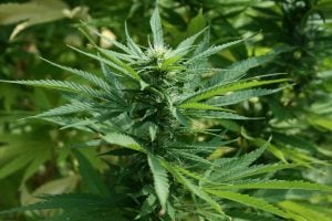 Cannabispflanze