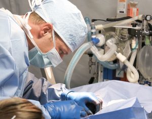 Tierarzt bei der Arbeit