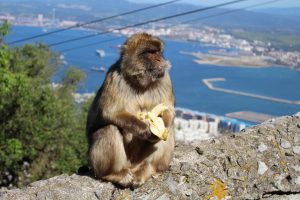Affe auf dem Affenfelsen von Gibraltar