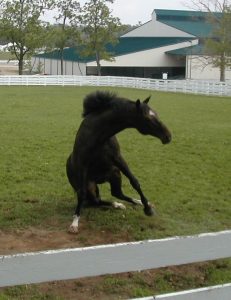 Pferd fällt verletzt