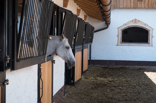 Pferd streckt Kopf aus Pferdebox