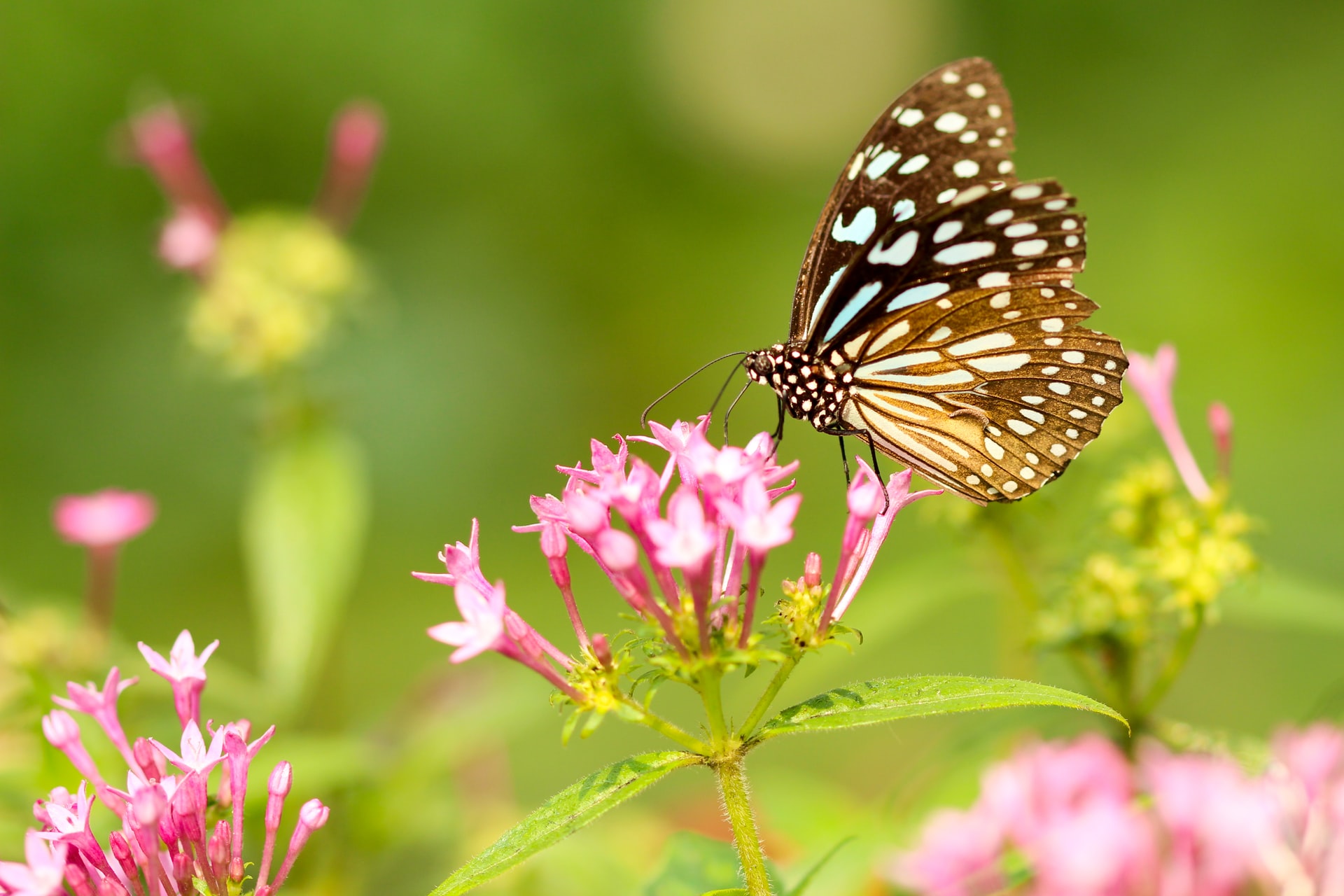 Schmetterling auf Blüte