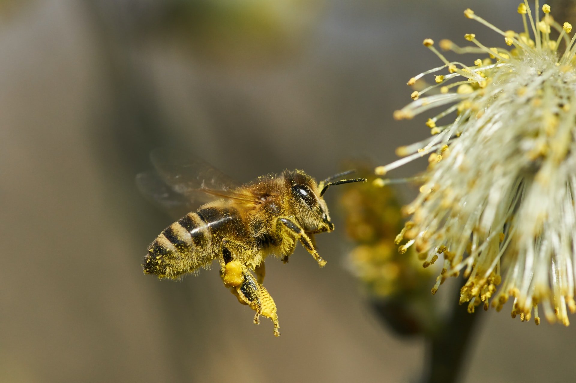 Biene an Blüte|Biene an Hyazinthe
