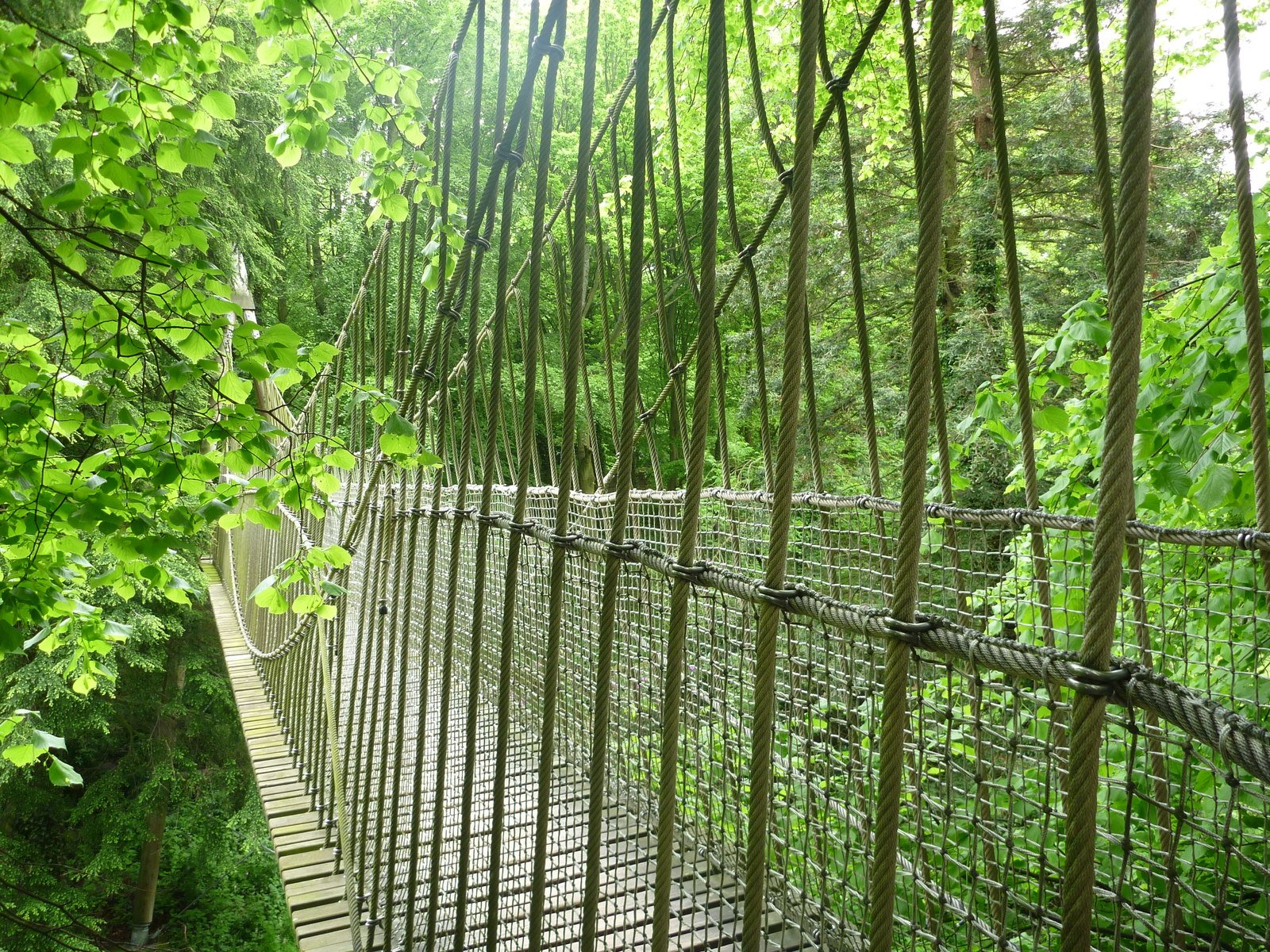 Dschungelcamp Hängebrücke|Markus Reinecke