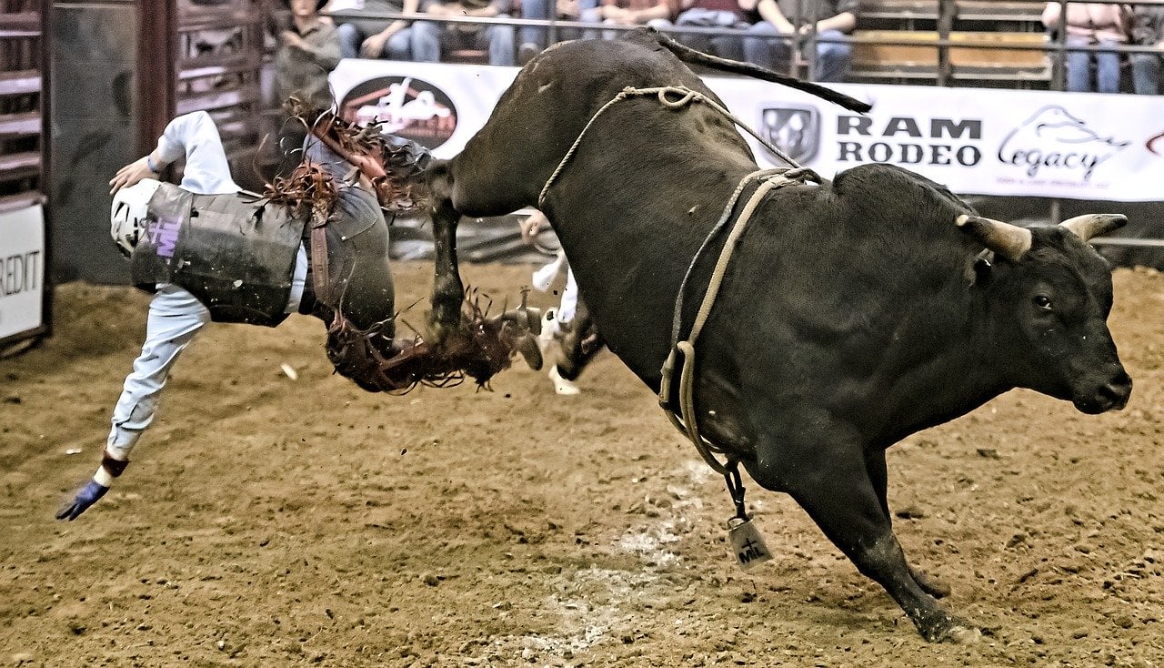 Ein Bulle wirft einen Cowboy ab|Ein Cowboy auf einem Pferd mit Lasso