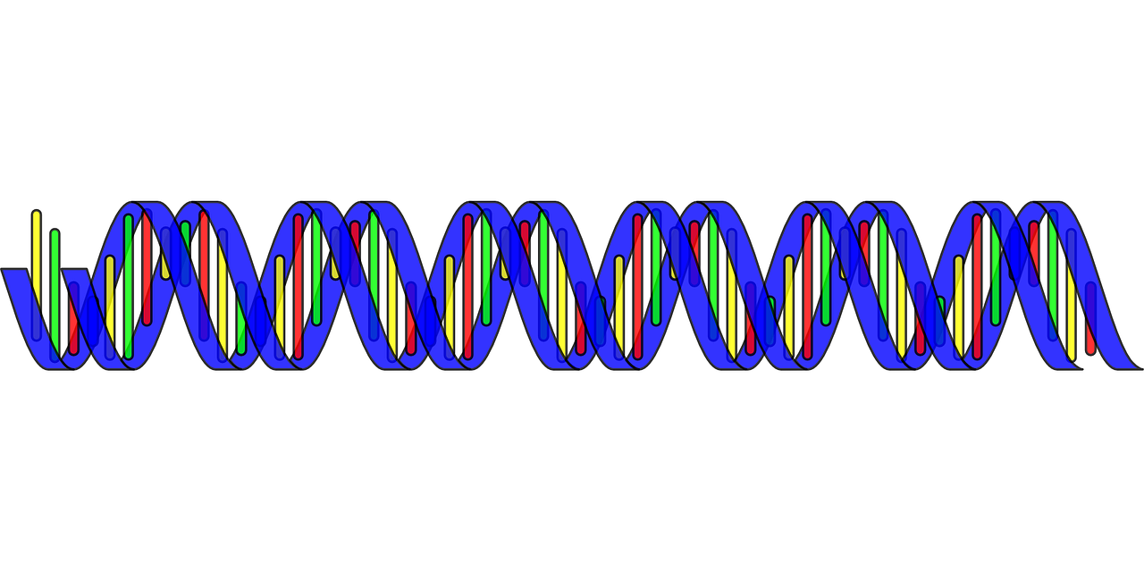 Ein DNA-Strang|Die Skizze eines Gehirns|Ein Puzzle-Teil in Zwillingsform