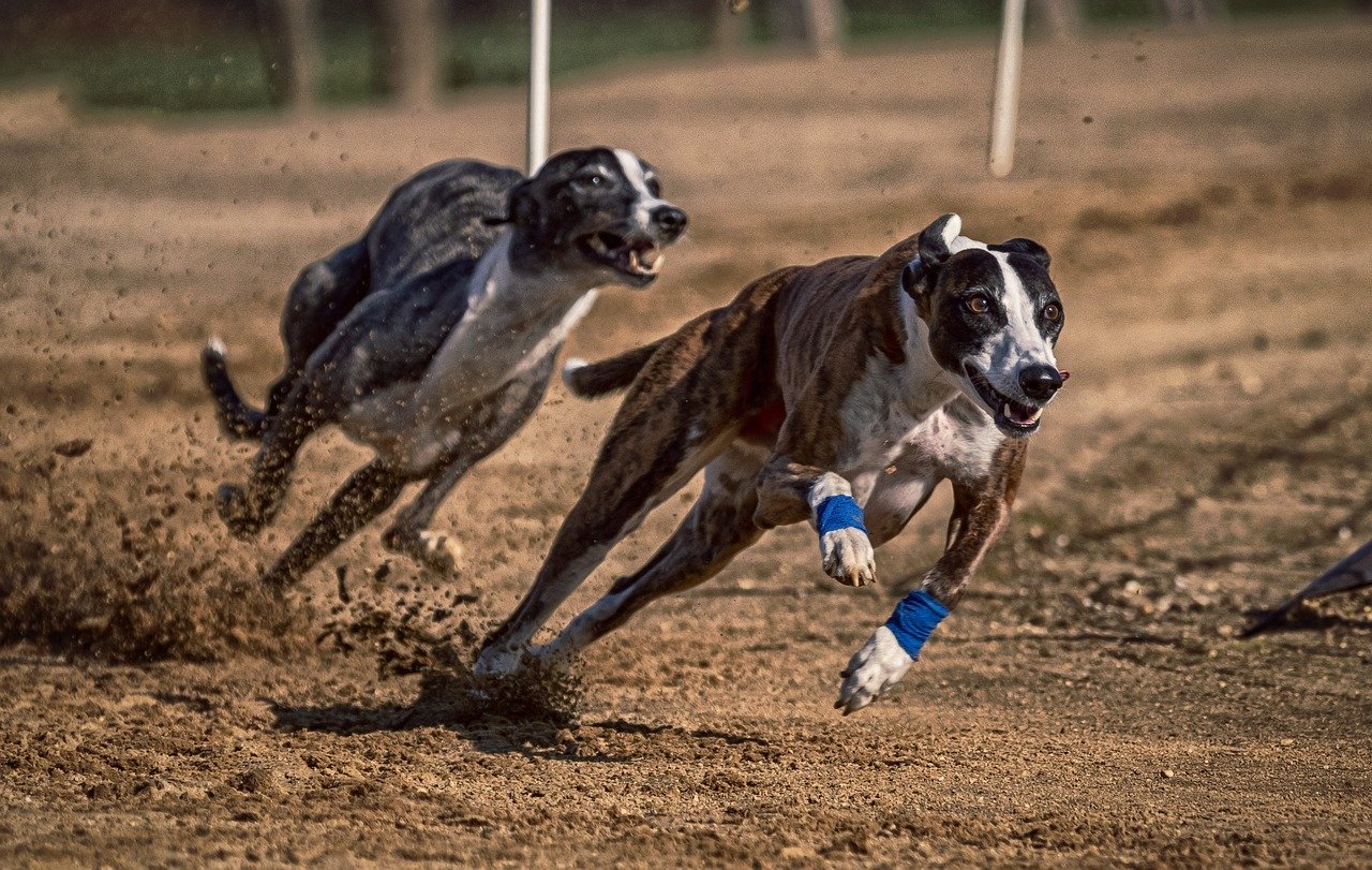 Zwei Windhunde auf der Rennbahn