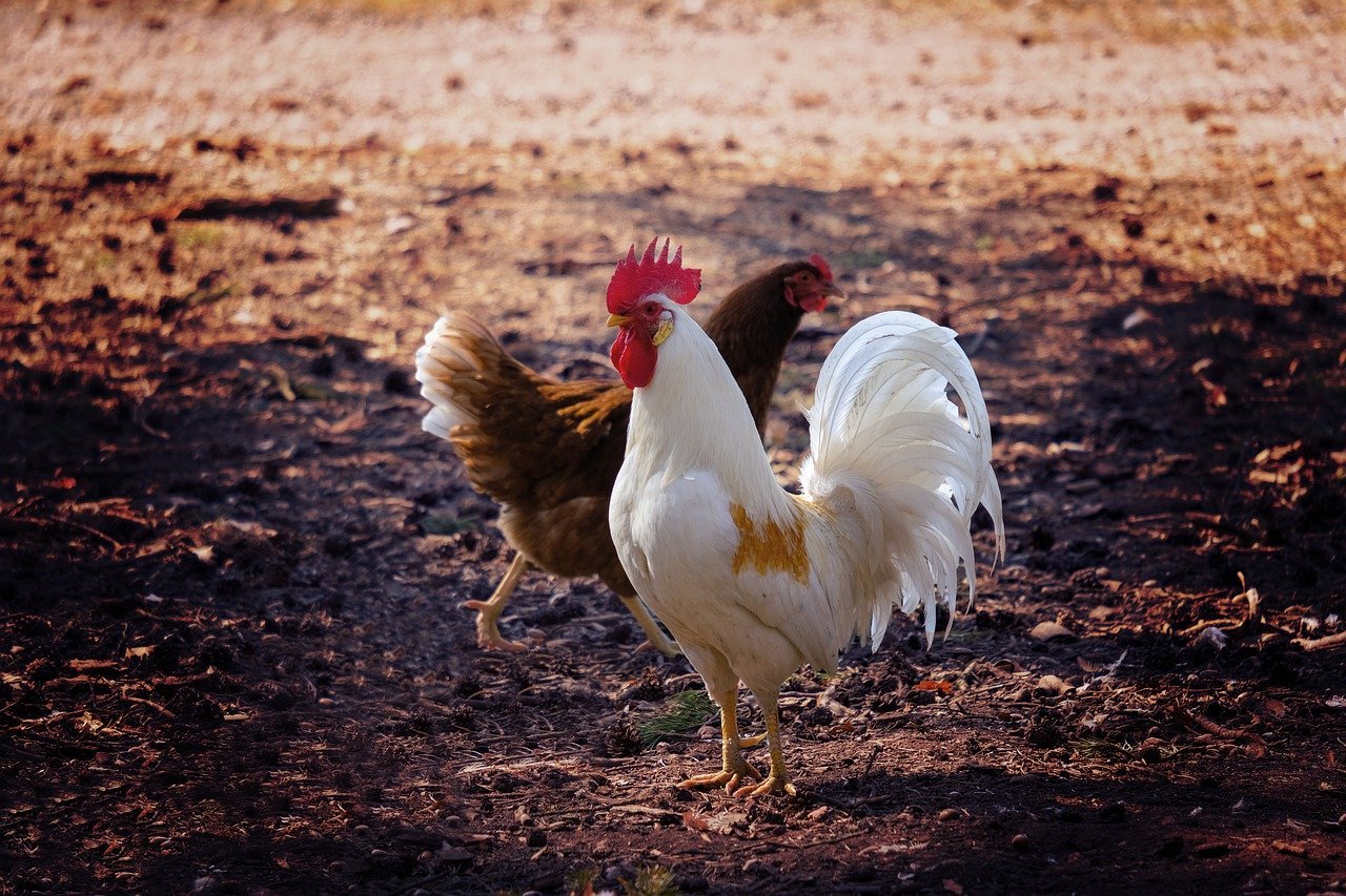 Hahn und Henne auf einem Feld