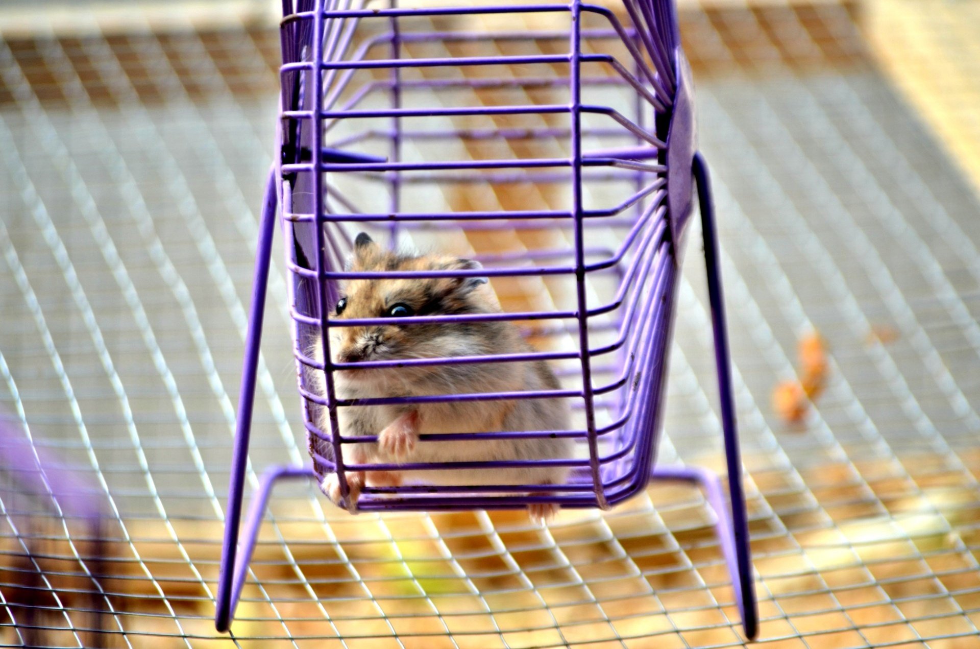 Hamster im Laufrad|