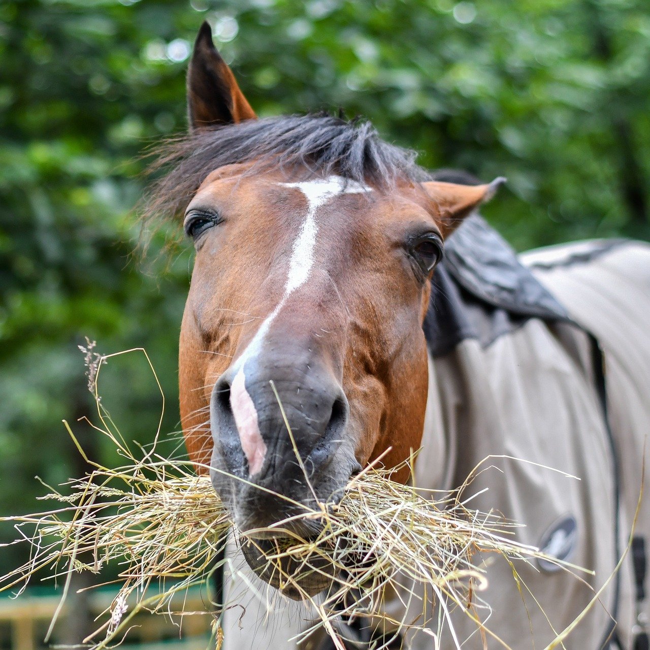 Pferd isst Heu Stroh