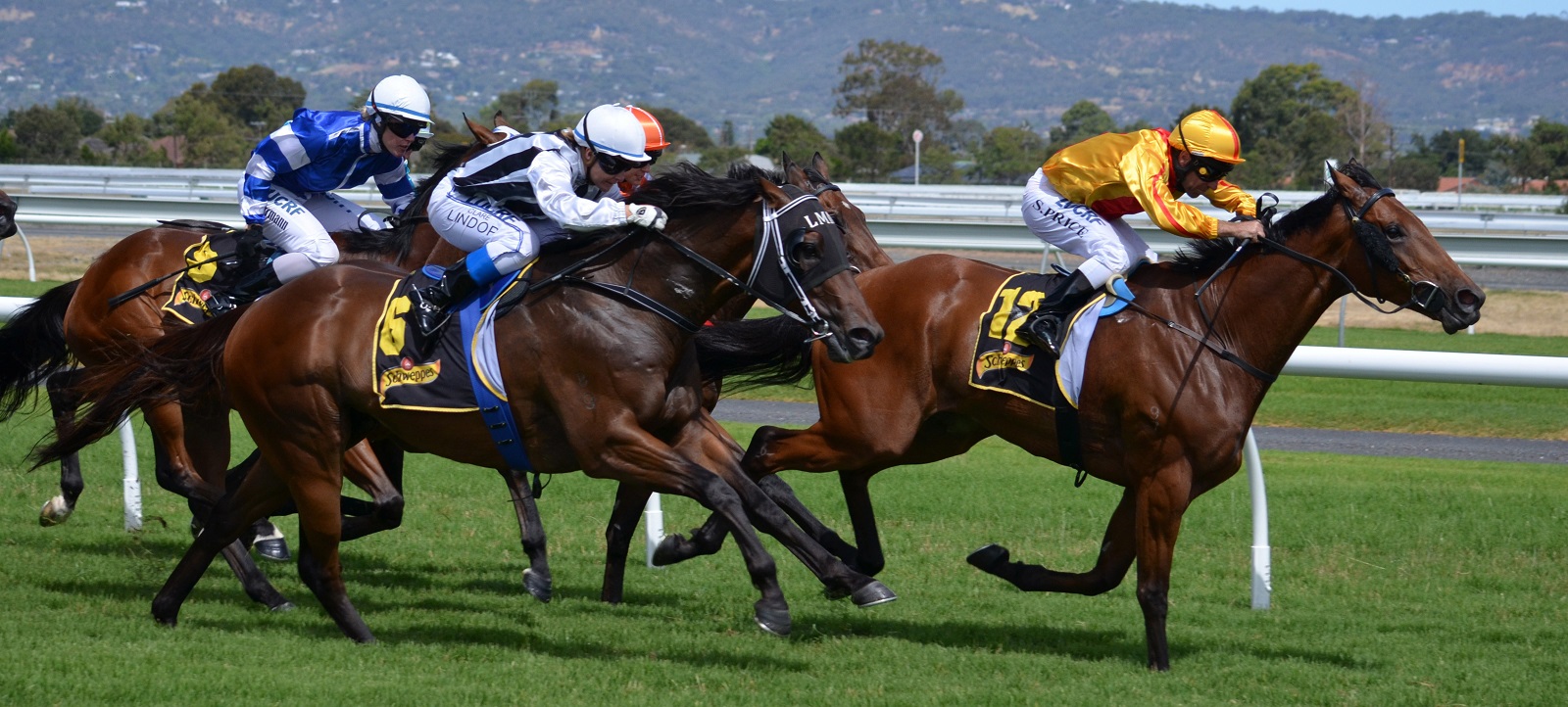 Rennpferde mit Jockey im Rennen