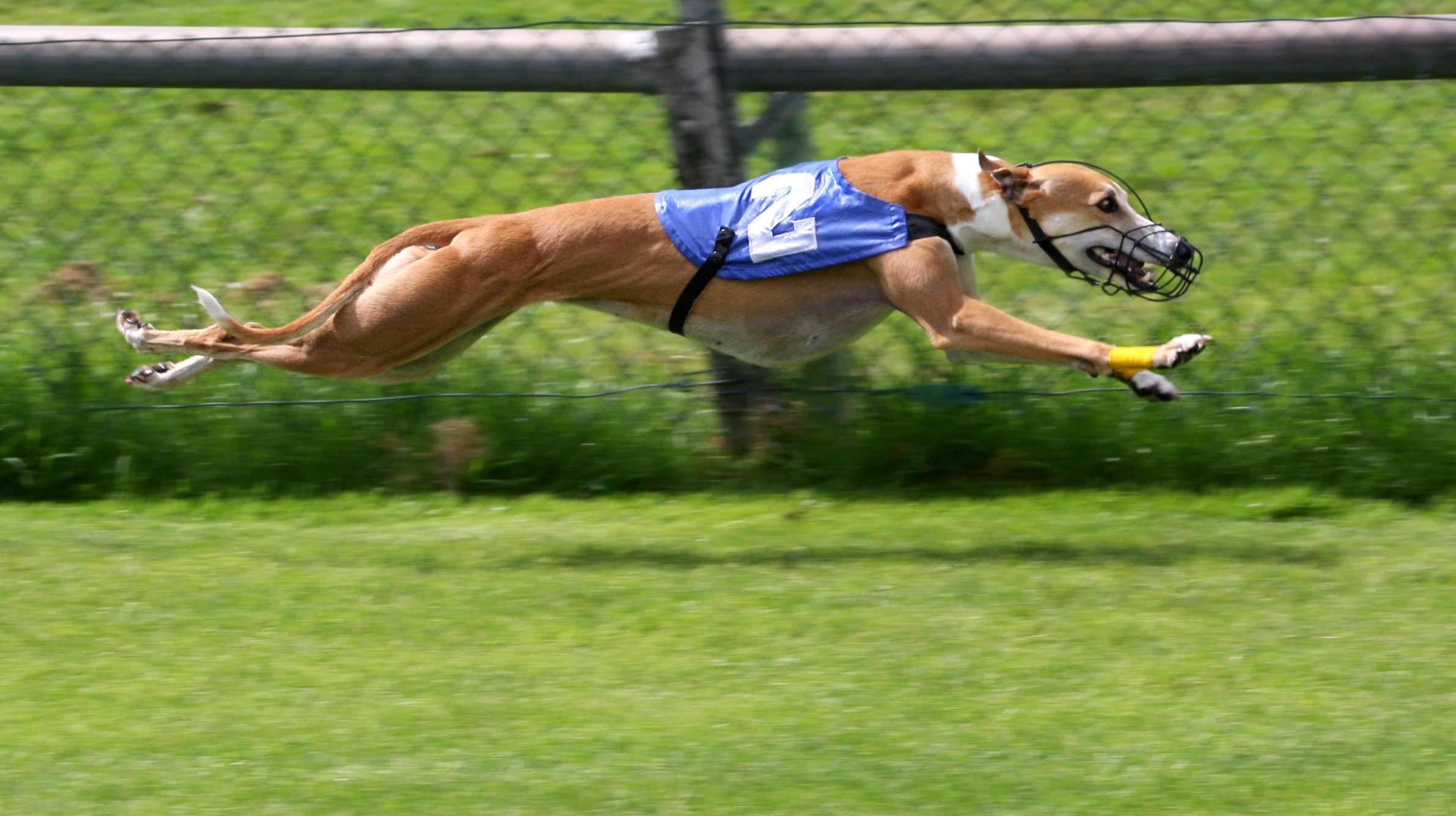 Windhundrennen Greyhound|Coventry Stadium|Adopt dog|Windhundrennen