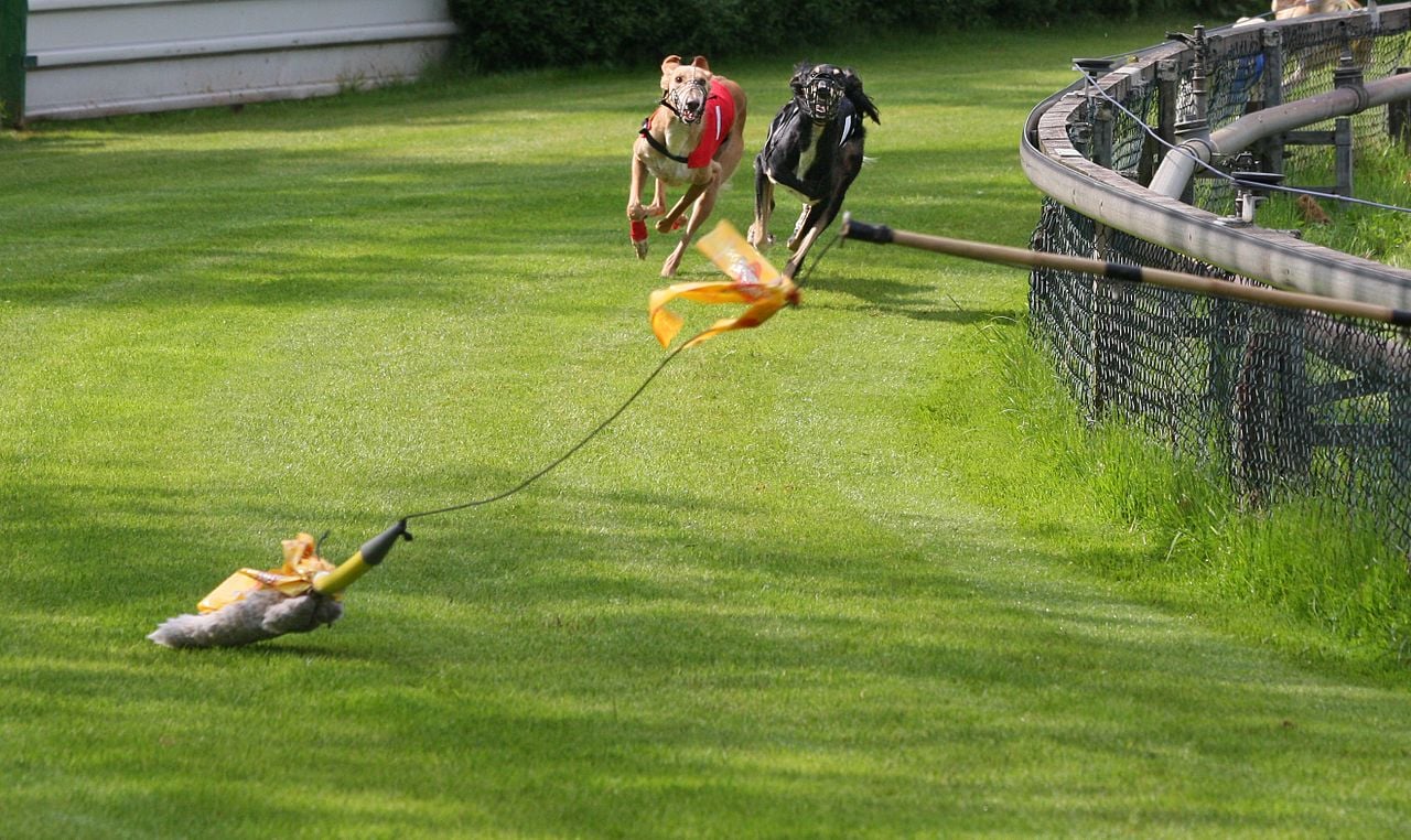 Windhunde beim Rennen|Winhundrennen|Windhund rennt|Windhunde am Rennen