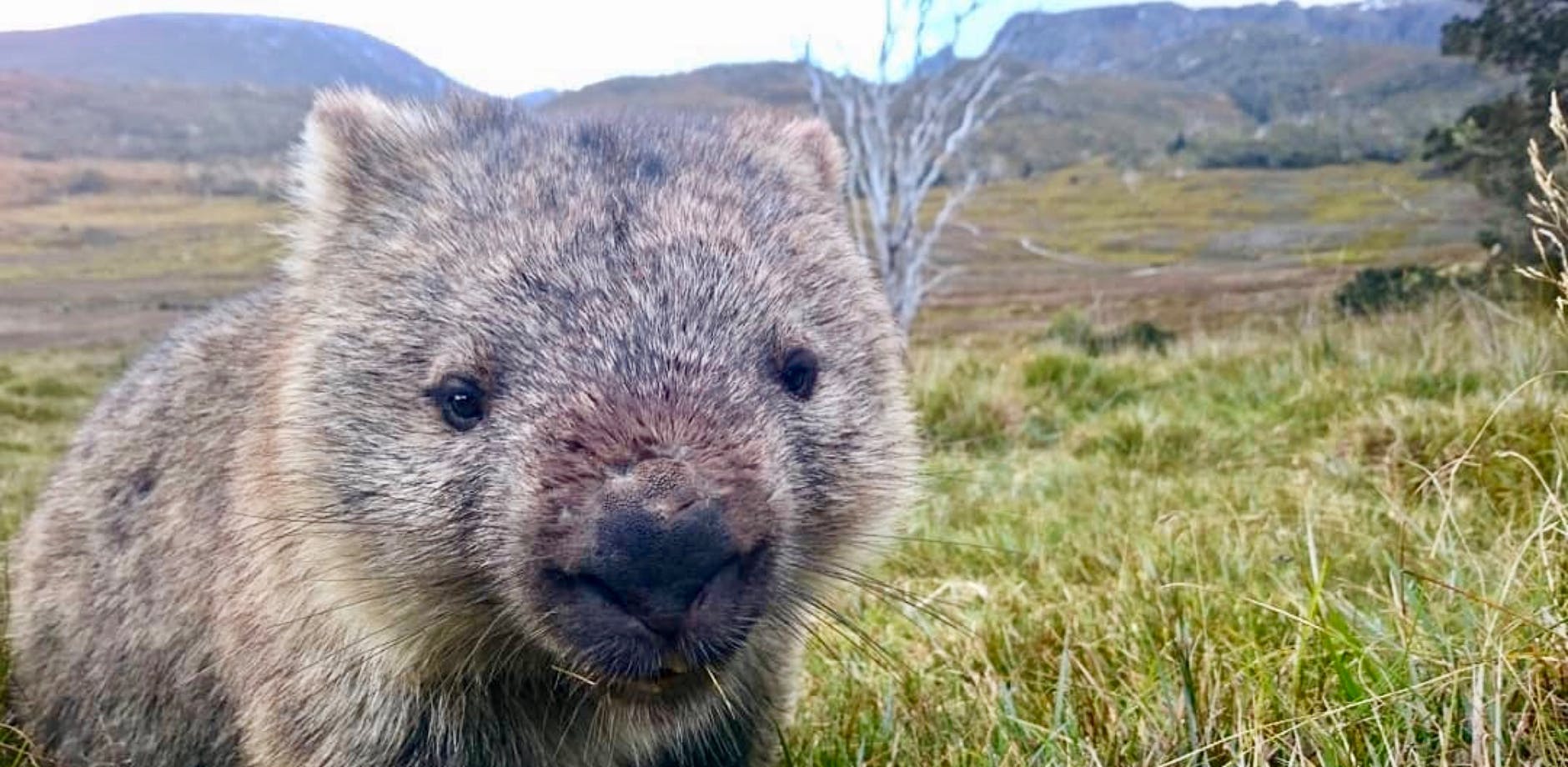 Süßer Wombat guckt in Kamera|waffen