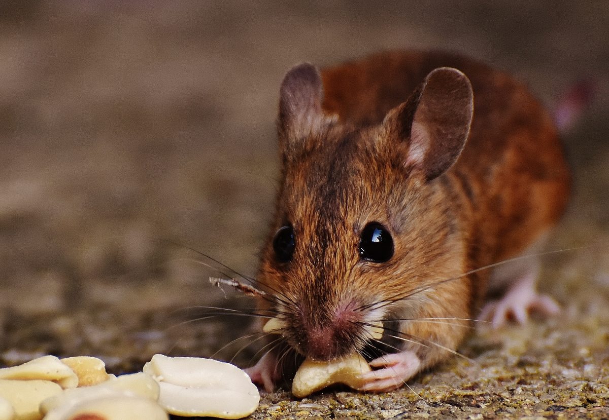 Maus knabbert an Erdnuss|Neuburg an der Donau|Mäuseroulette