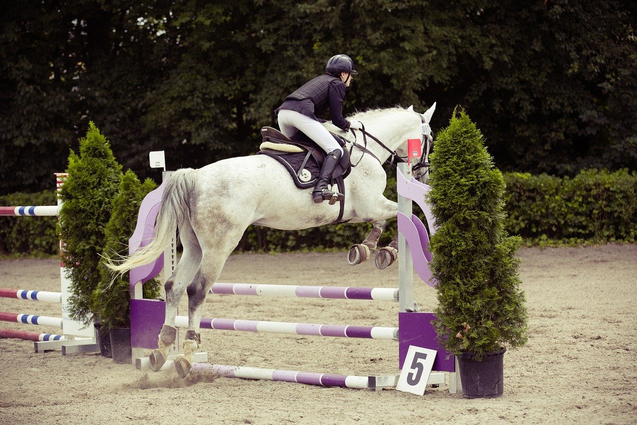 Springreiten weißes Pferd Hindernis