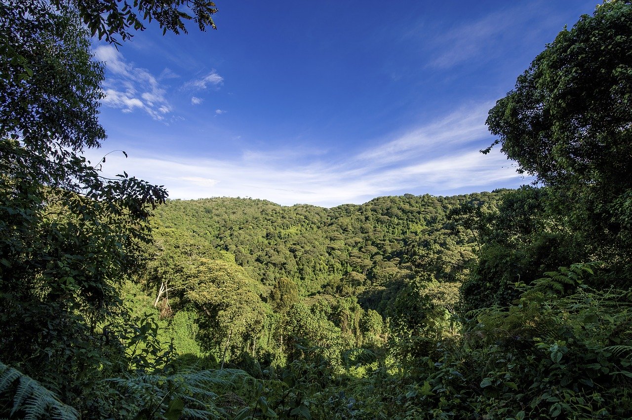 Wald in Uganda