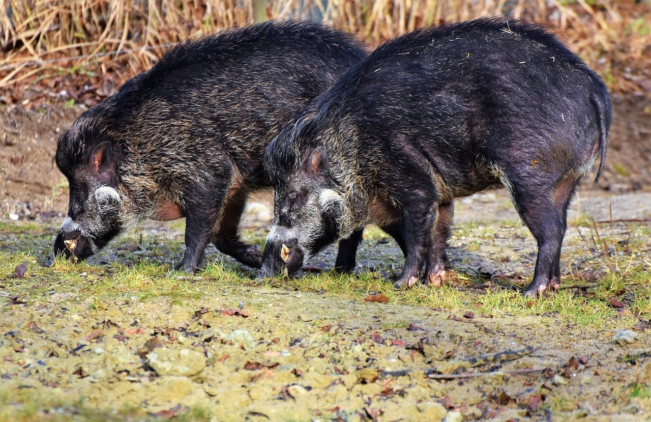 Zwei Wildschweine auf Wiese