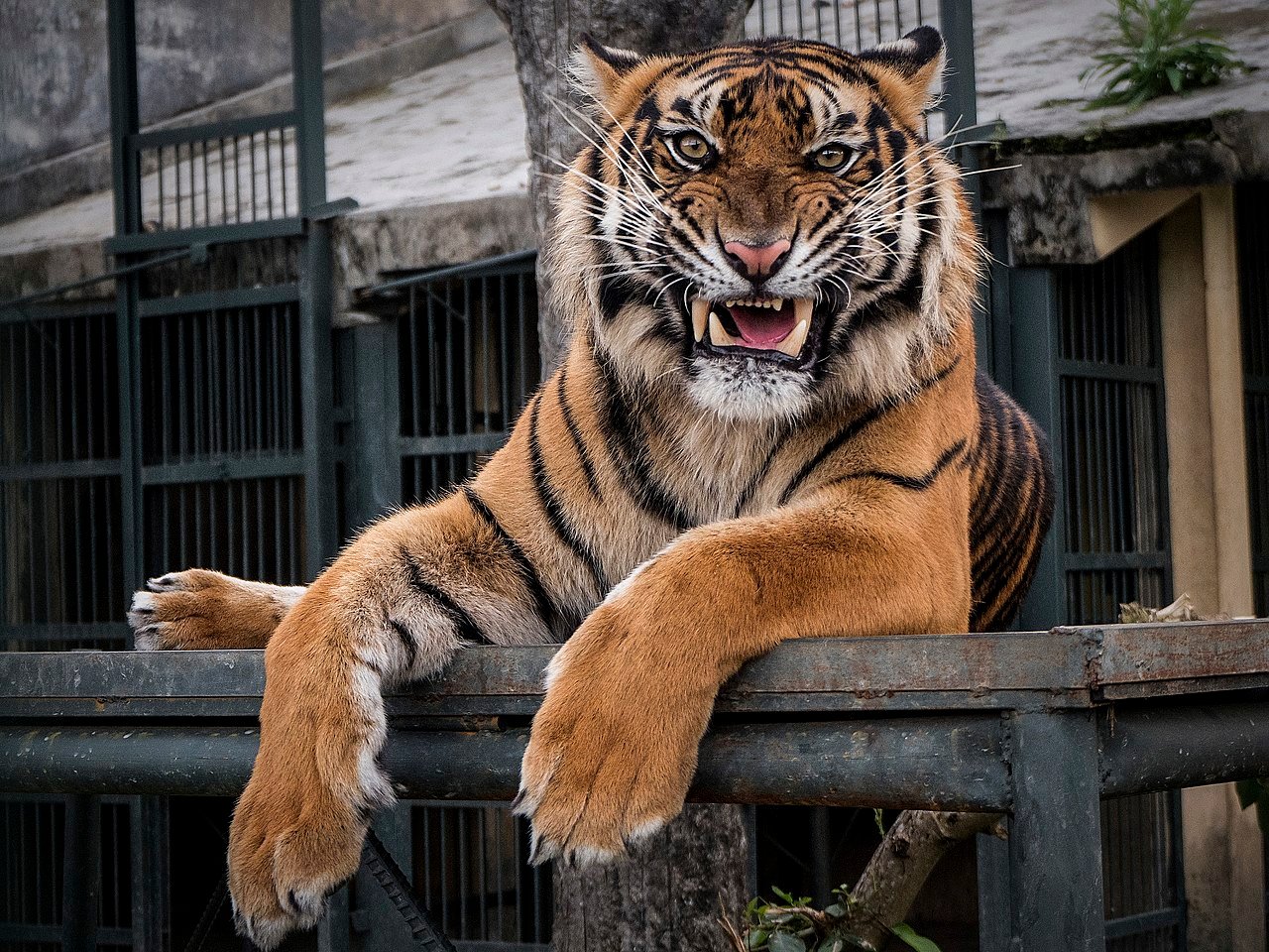 Fauchender Tiger guckt in Kamera