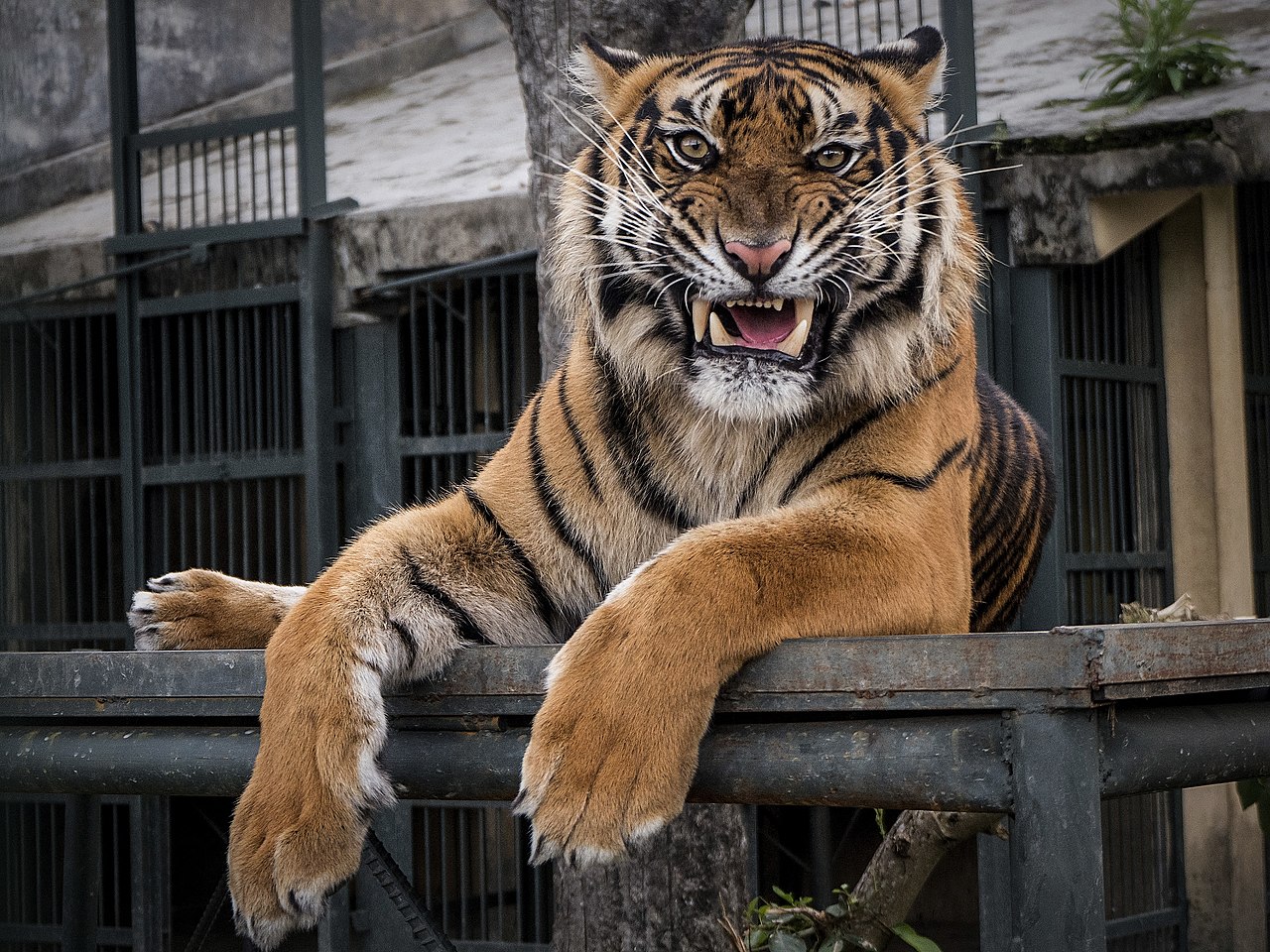 Fauchender Tiger guckt in Kamera