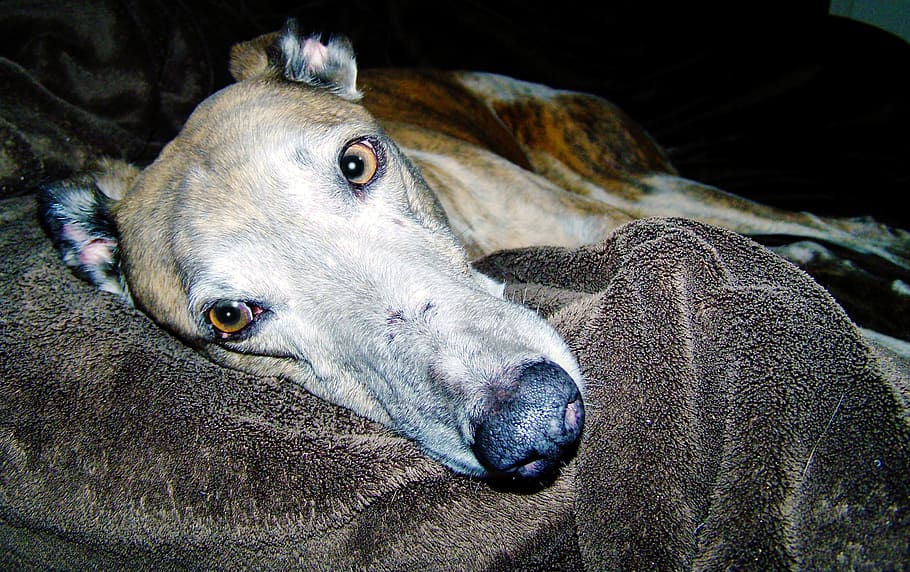 Windhund liegt auf einer Decke