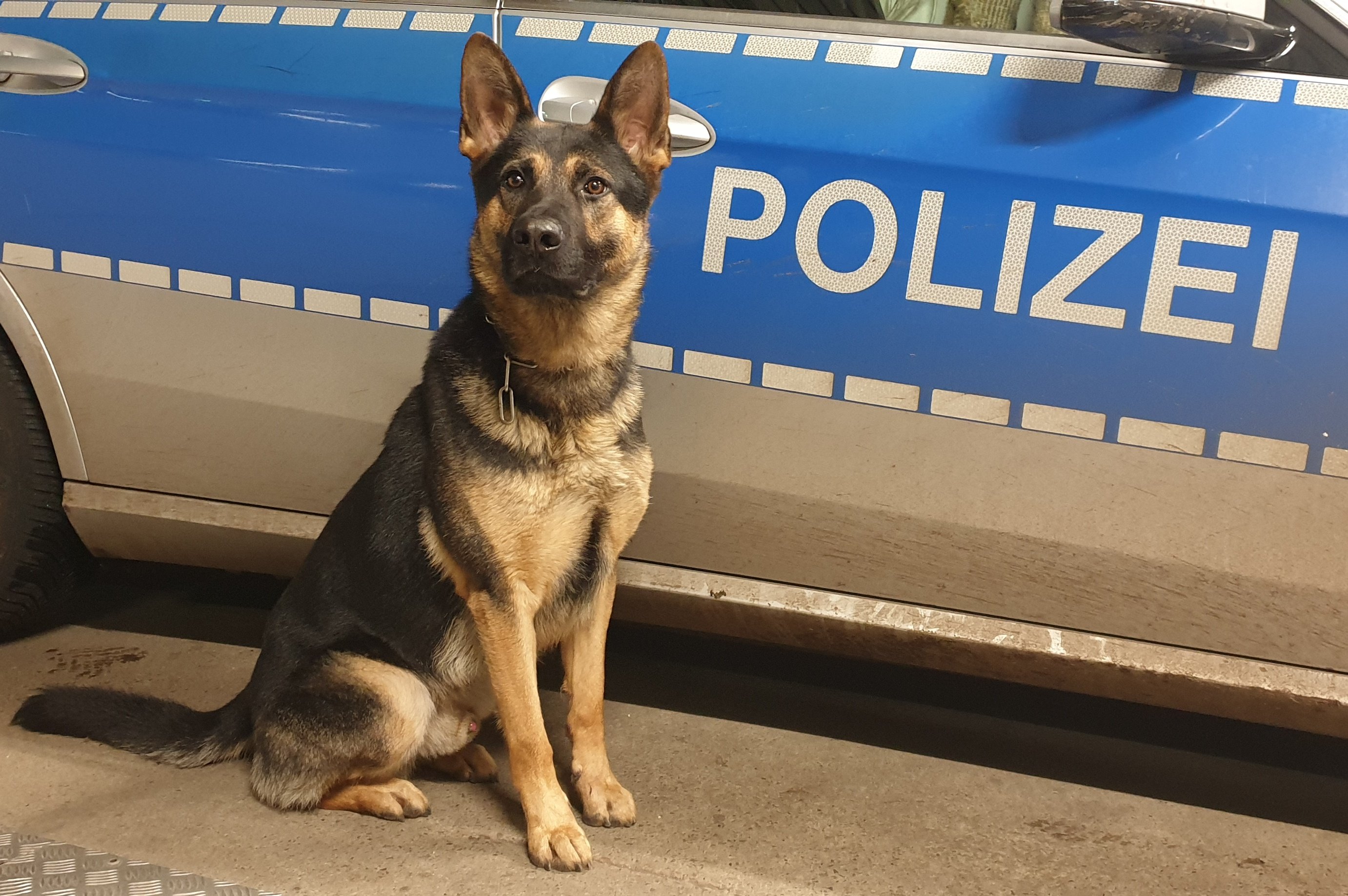 Polizei Hamburg Polizeihund Whisper