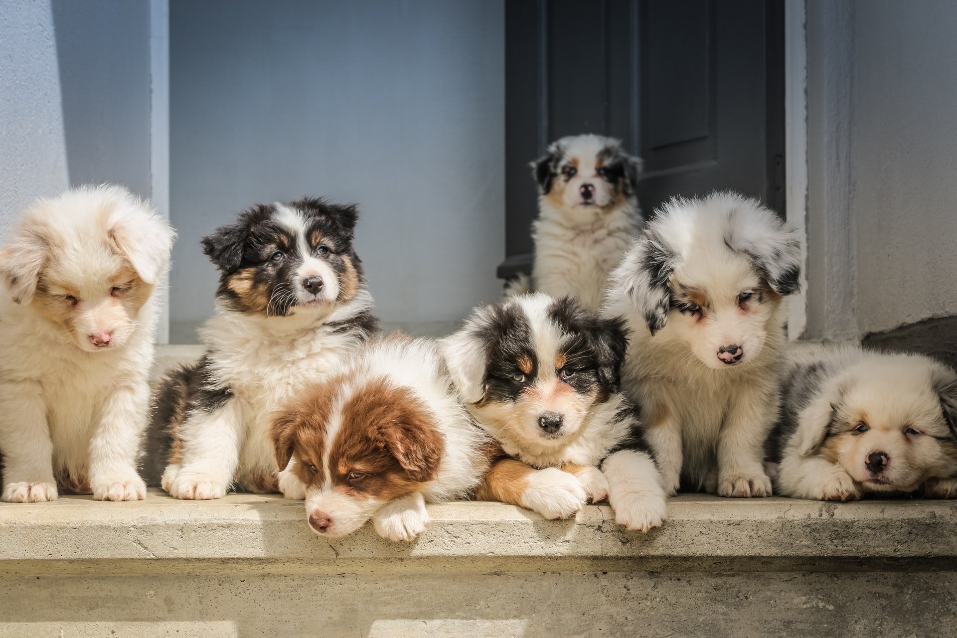 Hundewelpen auf Treppe