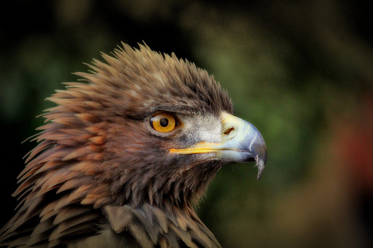 Steinadler